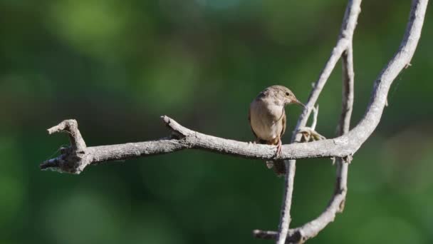 Küçük Çömelmiş Kuş Ötücü Kuşların Evi Trogloditler Doğada Cıvıldıyor Ağaç — Stok video
