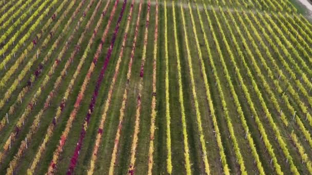 Kolorowe Winorośle Nad Wioską Jesienią Czechy Dron — Wideo stockowe