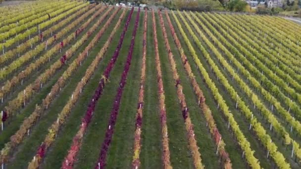 Drone Shot Colorful Grapevine Vineyards Autumn Czechia Winery — Stockvideo