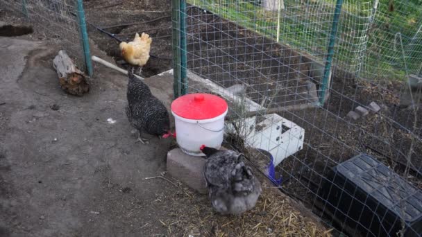 Galinhas Bebendo Água Dentro Frango Correr Enquanto Forrageando Para Comida — Vídeo de Stock