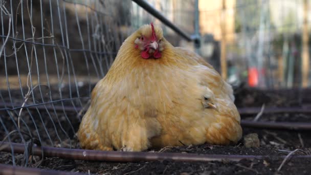 Baby Chicks Poke Heads Out Broody Mother Hen Laying Garden — Video Stock
