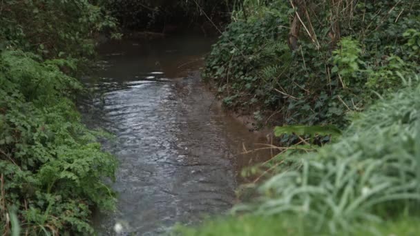 Een Kabbelende Beek Het Somerset Platteland — Stockvideo