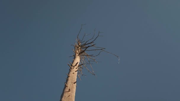 Χαμηλή Γωνία Λήψης Του Dead Tree Κλαδιά Φωτεινή Ηλιόλουστη Μέρα — Αρχείο Βίντεο