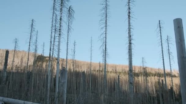 Low Angle Shot Forest Destroyed Bark Beetle Infestation Causing Deforestation — Stock Video