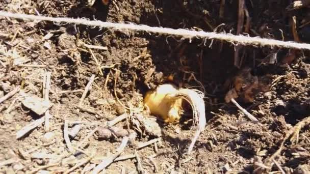 Voorbereide Gaten Grond Gevuld Met Saffraankrokusbollen Menselijke Cultivatie Wordt Een — Stockvideo