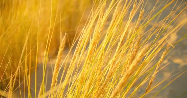 Gros Plan Herbe Plage Jaune Dans Lumière Soir Dorée Bassin — Video