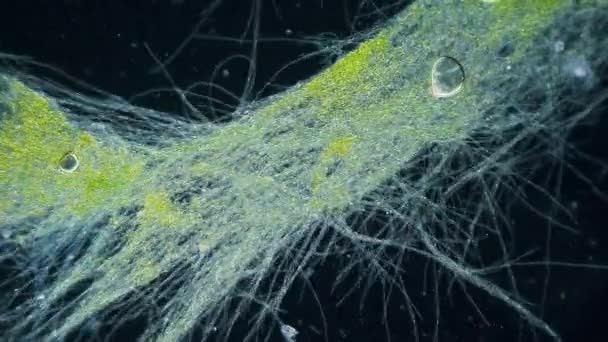 Μπλε Πράσινο Άλγα Κίνηση Time Lapse Κάτω Από Μικροσκόπιο Σκοτεινό — Αρχείο Βίντεο