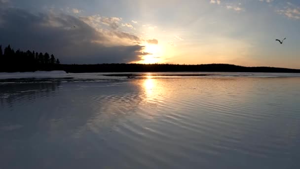 Águia Mergulhando Lago Captura Peixes Contra Pôr Sol Wide Shot — Vídeo de Stock