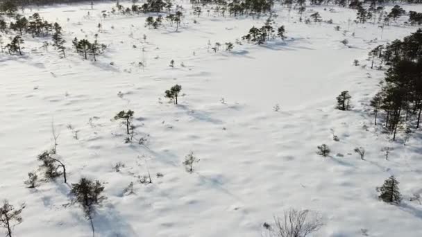 Aerial Drone View Snow Covered Bog Landscape Recorded Beautiful Winter — Stock Video