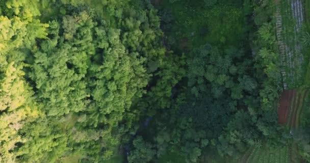 Kleiner Strom Fließt Bei Sonnenlicht Durch Die Grüne Wildnis Indonesiens — Stockvideo