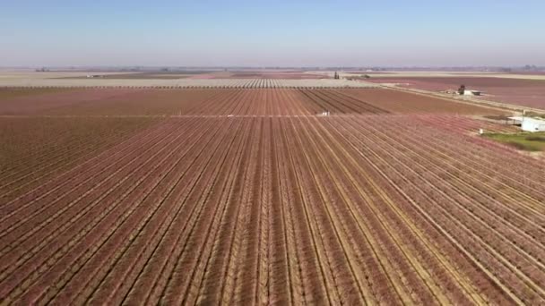 Central California Rows Blooming Almond Trees Drone Flyover — Stock Video