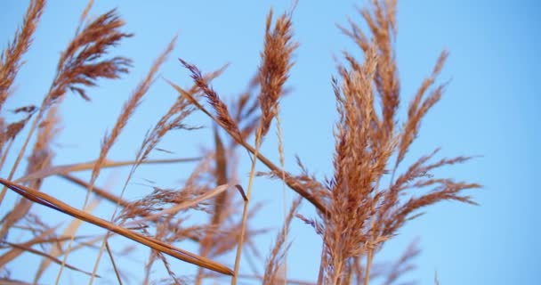 夏天干枯的黑麦谷类作物 准备收割 — 图库视频影像