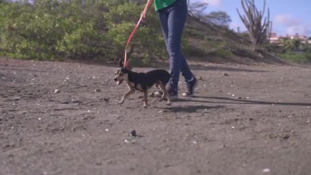 Eine Nahaufnahme Einer Anonymen Jungen Dame Die Ihren Gehorsamen Chihuahua — Stockvideo