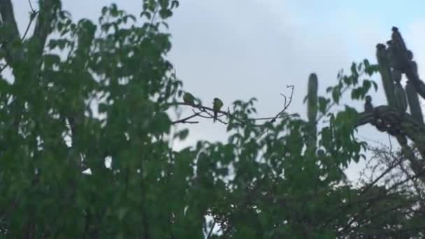 Par Periquitos Cabeza Amarilla Posados Una Rama Árbol Preparando Sus — Vídeo de stock