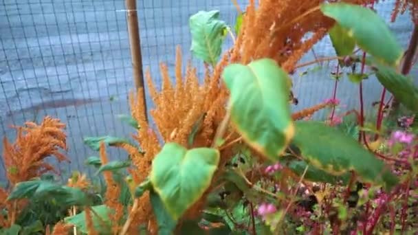 Juana Golden Amaranth Close — Stock video