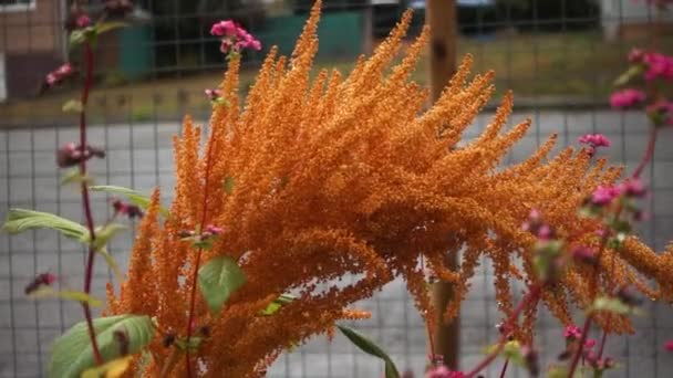 Juana Golden Amaranth Een Thuis Tuin — Stockvideo