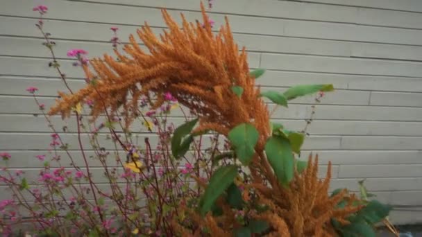 Juana Golden Amaranth Flower Tassel — Stock video
