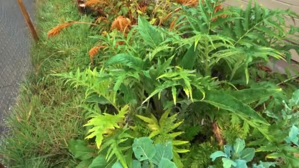 Artichoke Plant Slow Motion — Vídeo de stock