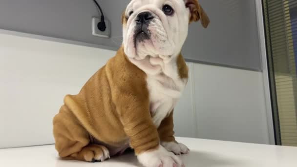 Cucciolo Bulldog Britannico Agitato Sulla Tabella Consultazione Clinica Veterinaria — Video Stock