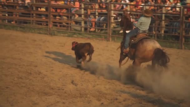 Κακοποίηση Των Ζώων Χόμπι Αγώνα Στο Montana Rodeo Ring Ηπα — Αρχείο Βίντεο