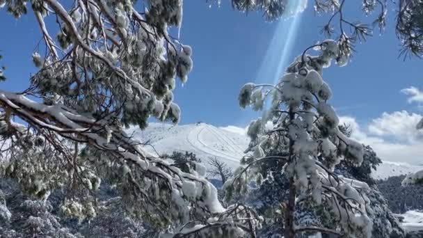 在一个阳光明媚的日子 静谧宽阔的雪松树后的滑雪站山顶 — 图库视频影像