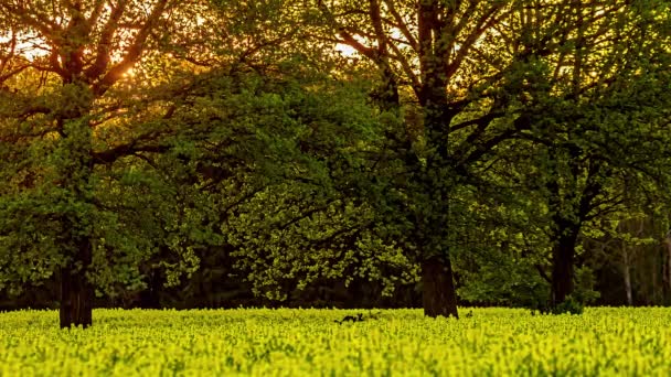 Time Lapse Beautiful Golden Sunrise Forest Trees Yellow Canola Field — Stock Video