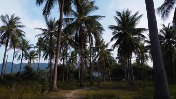 Pov Dolly Drive Tropical Path Surrounded Palm Trees Vietnam Summer — Wideo stockowe