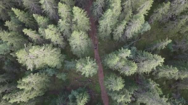 Αεροφωτογραφία Πάνω Από Τον Άνθρωπο Πόδια Δάσος Στο Norway Πάνω — Αρχείο Βίντεο