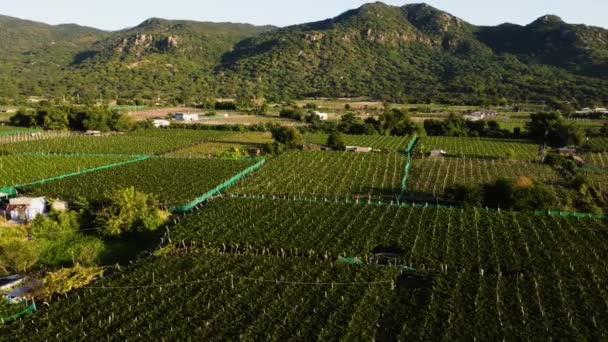 Rows Grape Wine Vineyards Thai Province Vietnam Aerial Shot — Stock Video