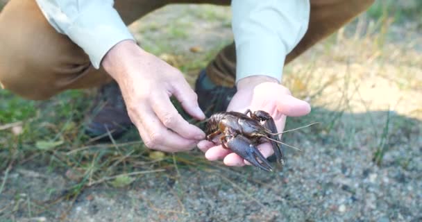 Noble Red Crayfish Lobster Stay White Caucasian Hands Showing His — Stock Video