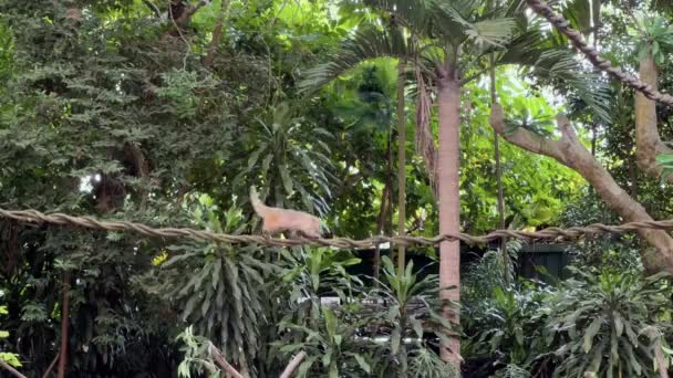 Şirin Küçük Güney Amerika Koati Nasua Nasua Singapur Safari Hayvanat — Stok video
