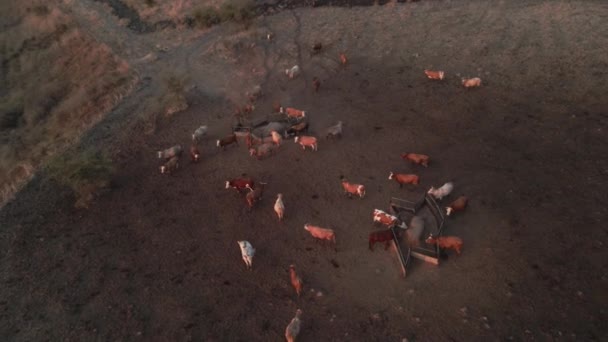 Golan Tepeleri Ndeki Ineklere Tepeden Bakan Hava Manzaralı Srail Güneşli — Stok video