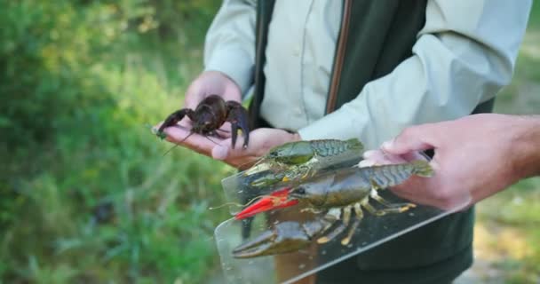 レストランのキッチンで調理を開始する前に 釣りの後に屋外の庭に表示される高貴なザリガニやアメリカのザリガニ — ストック動画