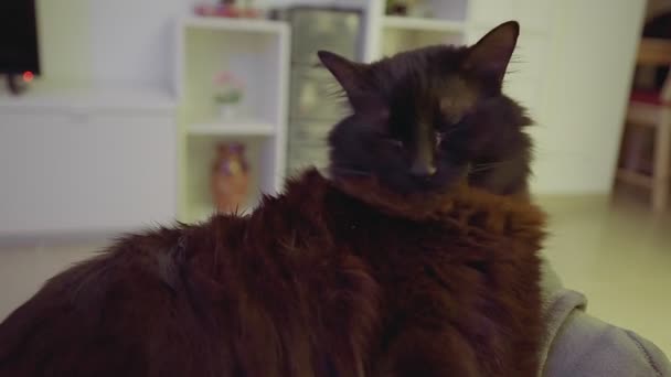 Χνουδωτή Μαύρη Γάτα Γλείφεται — Αρχείο Βίντεο