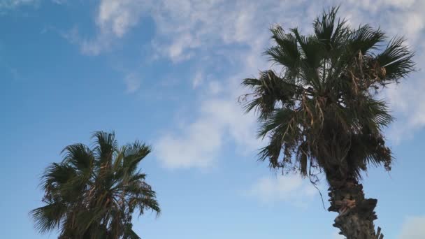 Tropical Palm Trees Beautiful Blue Cloud Sky — Vídeo de Stock