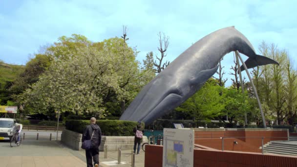 Ueno Tokyo Japon Objet Baleine Bleue Musée National Nature Des — Video