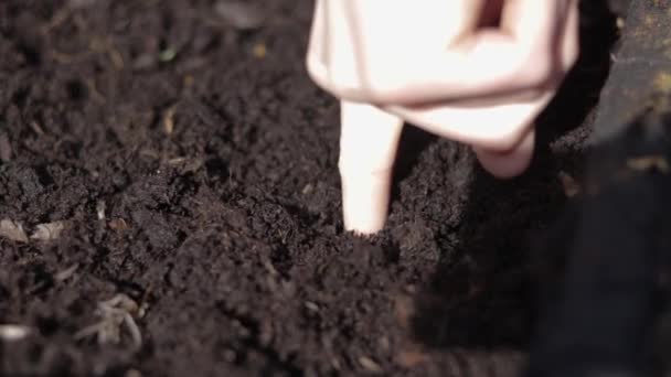 Person Poking Hole Some Soil Dropping Seed Covering Some More — Stockvideo