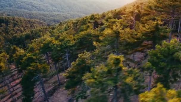 Flygfoto Över Den Röda Tallskogen Vid Solnedgången Filmsyn — Stockvideo