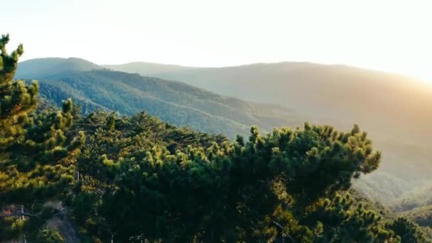 Gün Batımında Kızıl Çam Ormanı Nın Havadan Görünüşü Bin Sinematik — Stok video