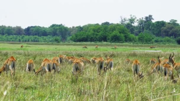 位于博茨瓦纳莫雷米野生动物保护区草原上的Lechwe放牧群 慢盘右 — 图库视频影像
