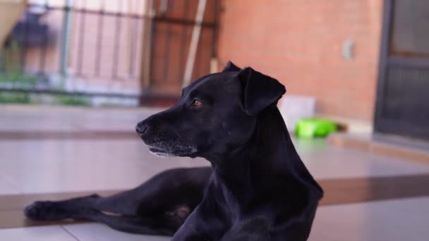 黒い犬の休息の遅い動き — ストック動画
