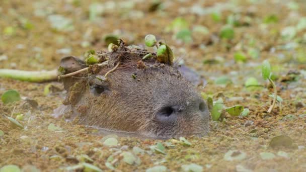 Vild Capybara Halvt Nedsänkt Träsk Vatten Kamouflerad Och Smälter Med — Stockvideo