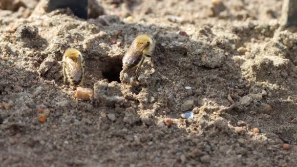 Algunas Abejas Arena Vuelan Alrededor Entrada Madriguera — Vídeo de stock