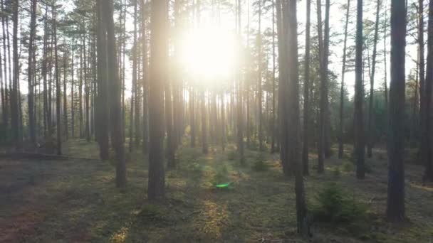 Aerial Rayo Sol Pasa Través Árboles Forestales Golpea Suelo Bosques — Vídeo de stock