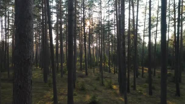 Aerial Old Ancient Pines Grows Remote Eastern Europe Forest — Vídeos de Stock