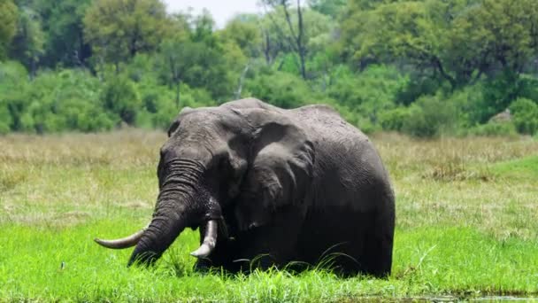 African Bush Elephant Flapping Its Ears Standing River Moremi Game — стоковое видео