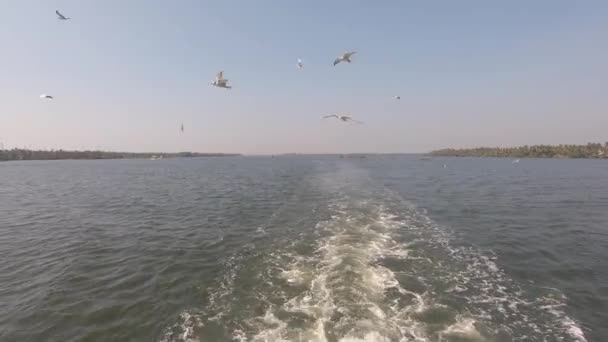 Martılar Alappuzha Alleppey Hindistan Tekne Uykusunda Uçar Geriye Doğru Çekim — Stok video