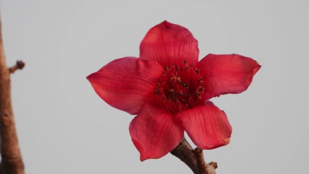 Beautiful Bombax Ceiba Tree Flower — Video Stock