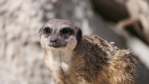 Portrait Shot Cute Meerkat Suricata Suricata Watching Camera Pretty Sunny — Vídeos de Stock