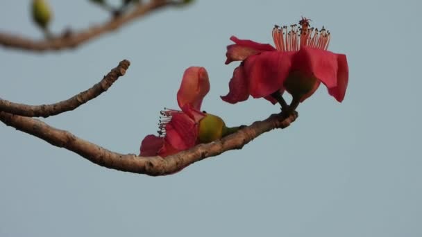 Beautiful Bombe Ceiba Tree Flowers Red Color — Stock Video